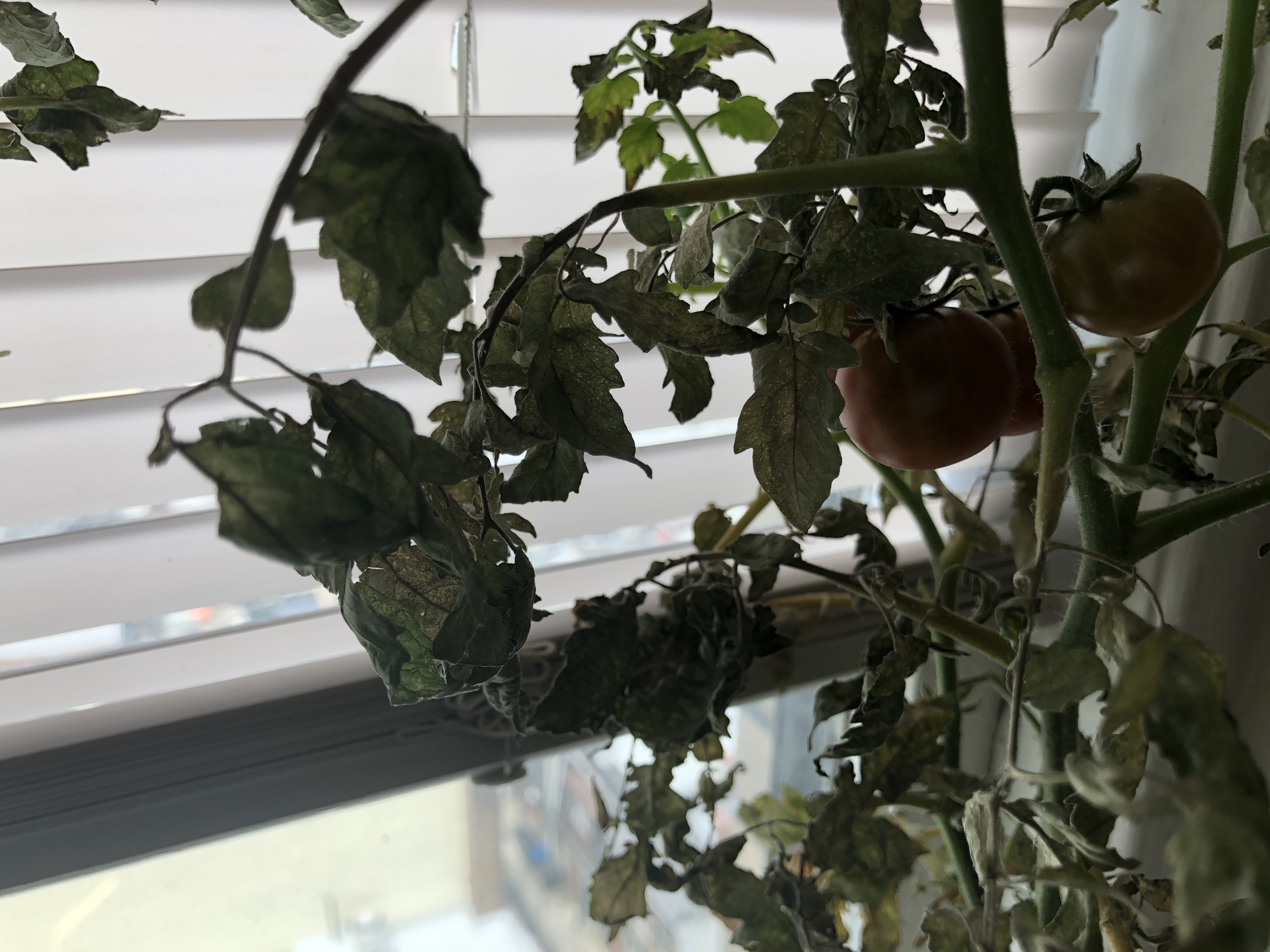 A small indoor tomato plan against a window